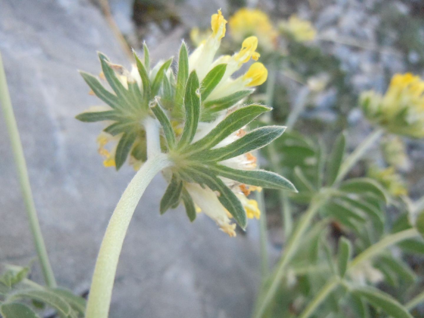 Anthyllis vulneraria / Vulneraria comune